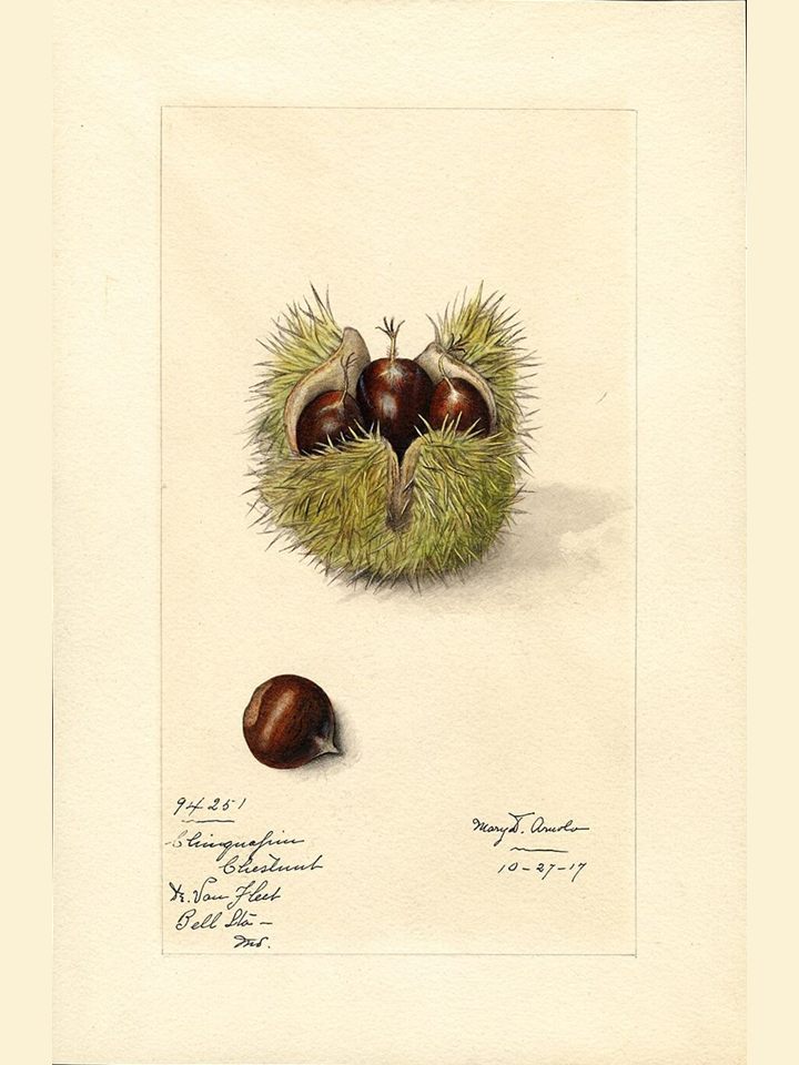 Chinese chestnut seedlings