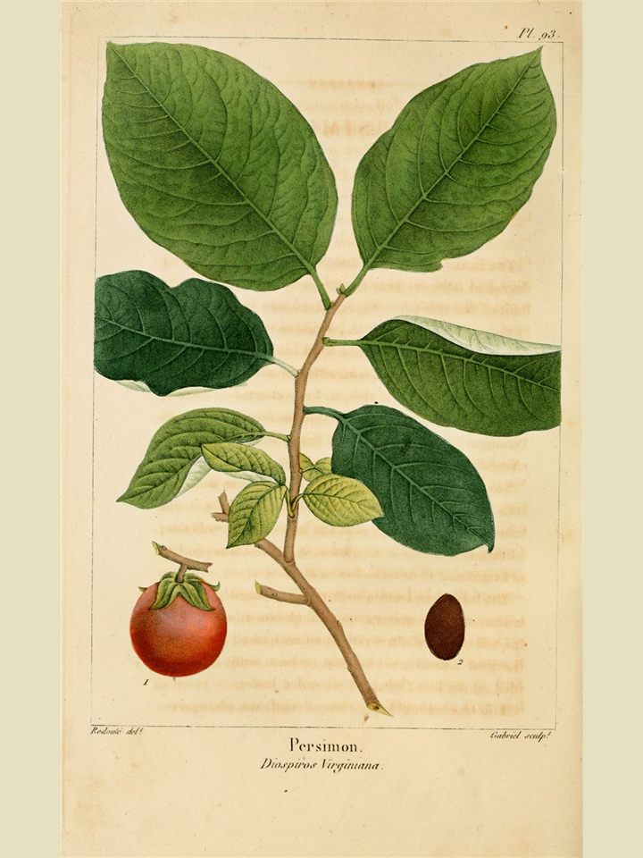 American persimmon seedlings